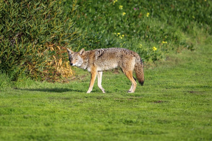 Many students and staff have spotted the coyotes by the soccer field, particularly in the afternoon.