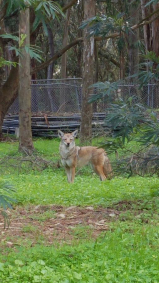 One of the coyotes hanging out at Rolph Nicols Park, right next to Lowell.