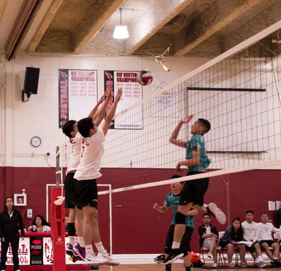 Sophomore outside hitter Brandon Bui and middle blocker Derek Quach work in tandem to knock down the Burton Pumas during the home game on April 24.