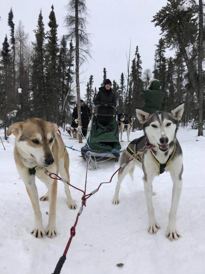 Hong dogsledding in Yellowknife, Canada

