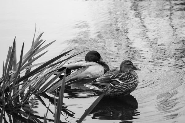 Two mallard ducks in Stow Lake.